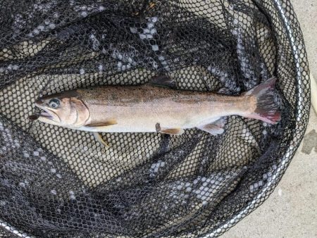 久々のエリアフィッシング〜