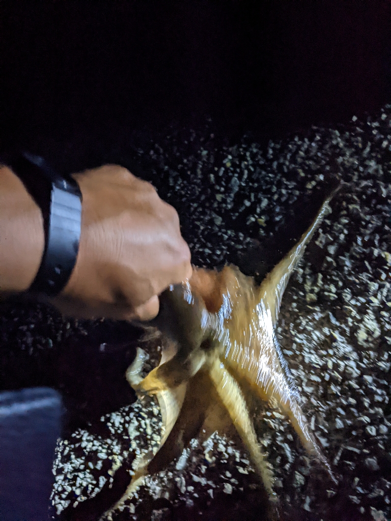 今季9杯目🐙！！