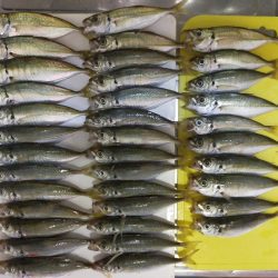 ヤガラ釣れました