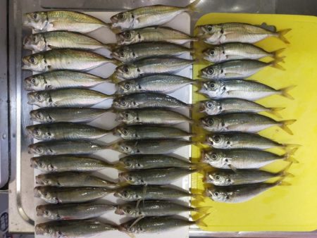 ヤガラ釣れました