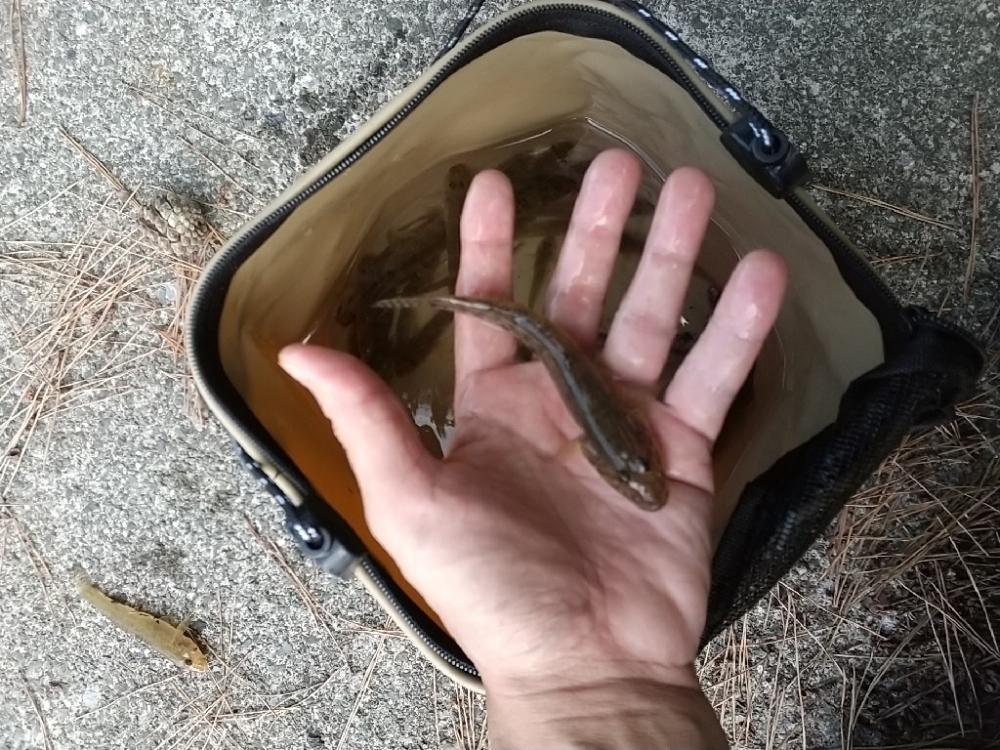 ハゼ釣り やっぱり裏切らない