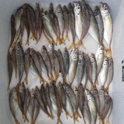 夜釣りがしたくて