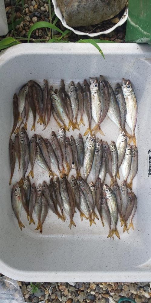 夜釣りがしたくて