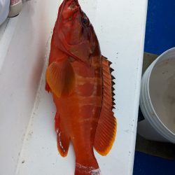 初めてのイシガキダイ✨