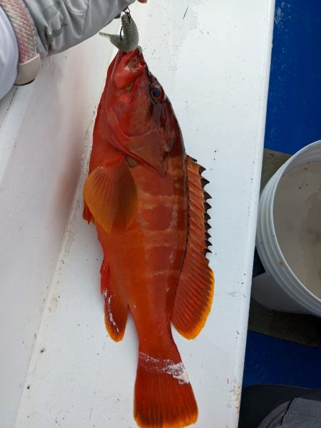 初めてのイシガキダイ✨