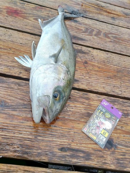 海上釣り堀 岬さんへ遊びに行ってきました