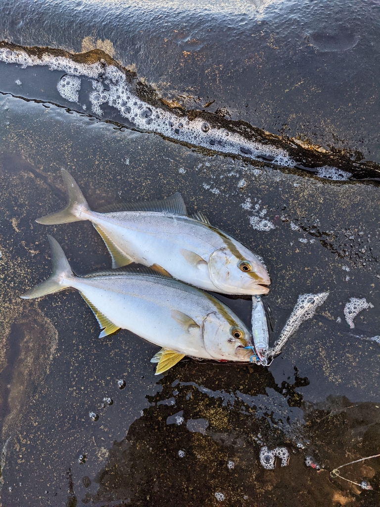南紀沖のセシマ