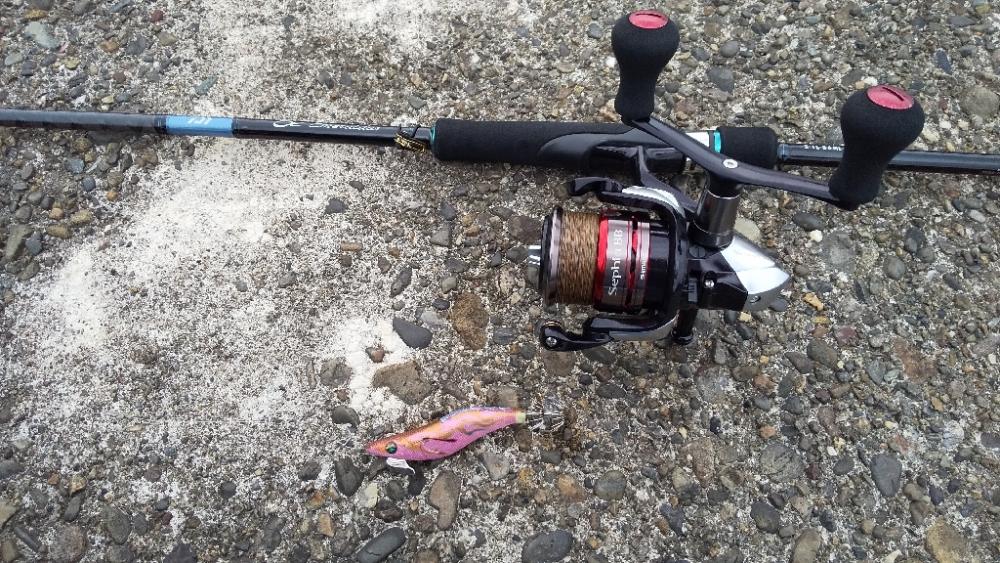 アオリイカの新子調査