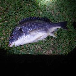 何とかチヌ2匹、シーバスはいつものバラシ（…