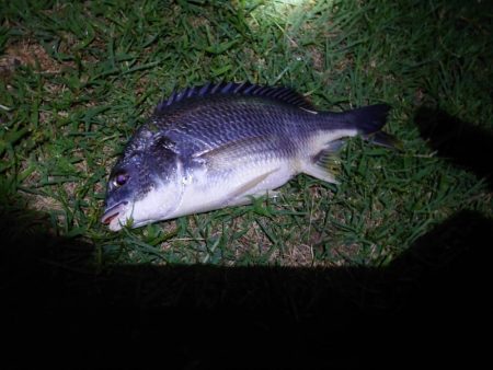 何とかチヌ2匹、シーバスはいつものバラシ（…