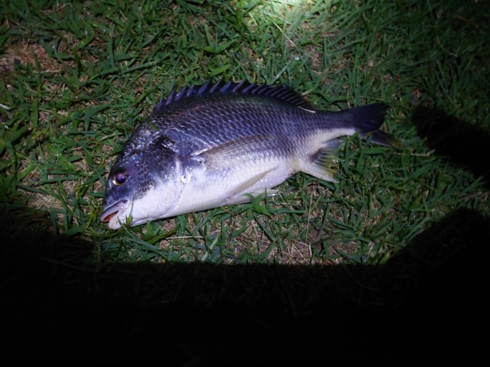 何とかチヌ2匹、シーバスはいつものバラシ（泣）