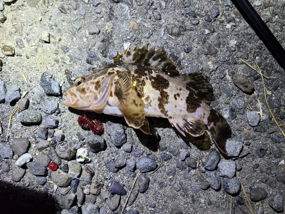 五目釣り達成！