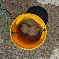 今期二杯目！！