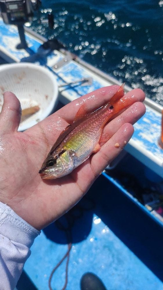 湘南でウィリー五目