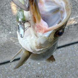 いぶし銀の凄いヤツ‼️