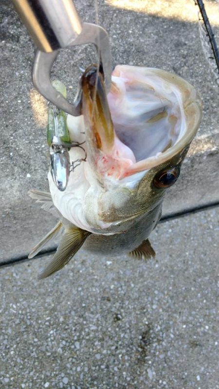 いぶし銀の凄いヤツ‼️