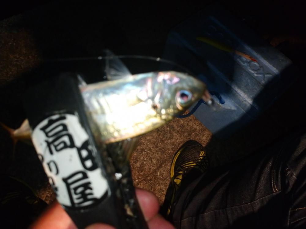 今夜も飽きずにアジング