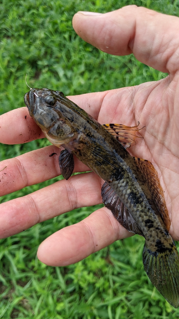 旧中川ハゼ 台風後