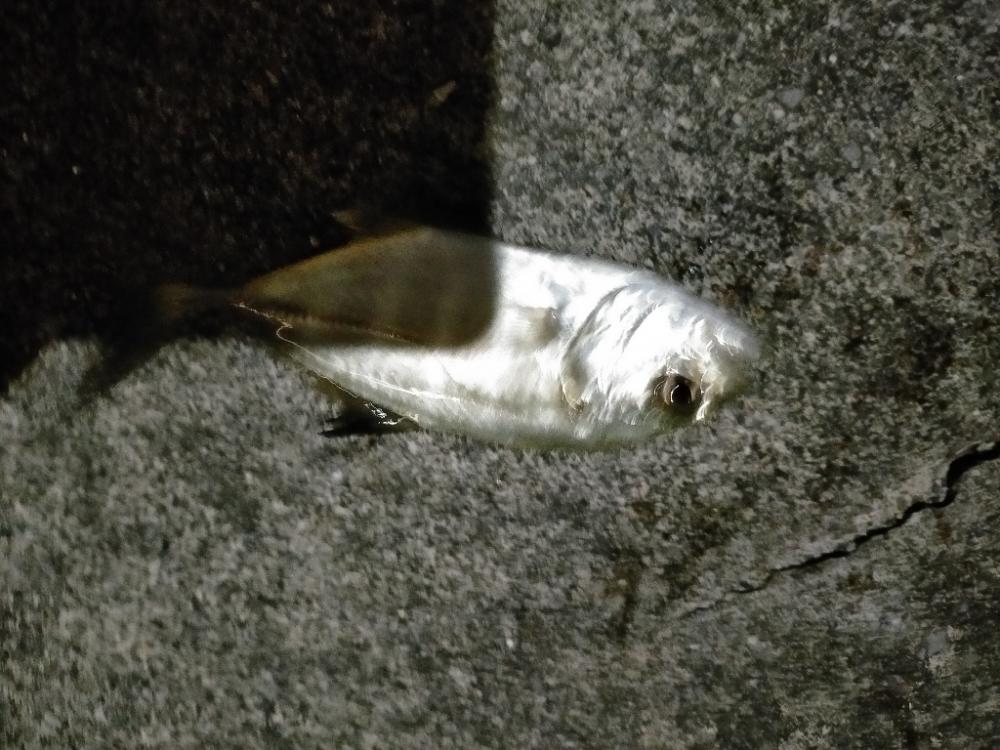 今年二回目の沖縄