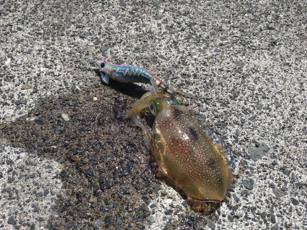 越前海岸南部の新子調査