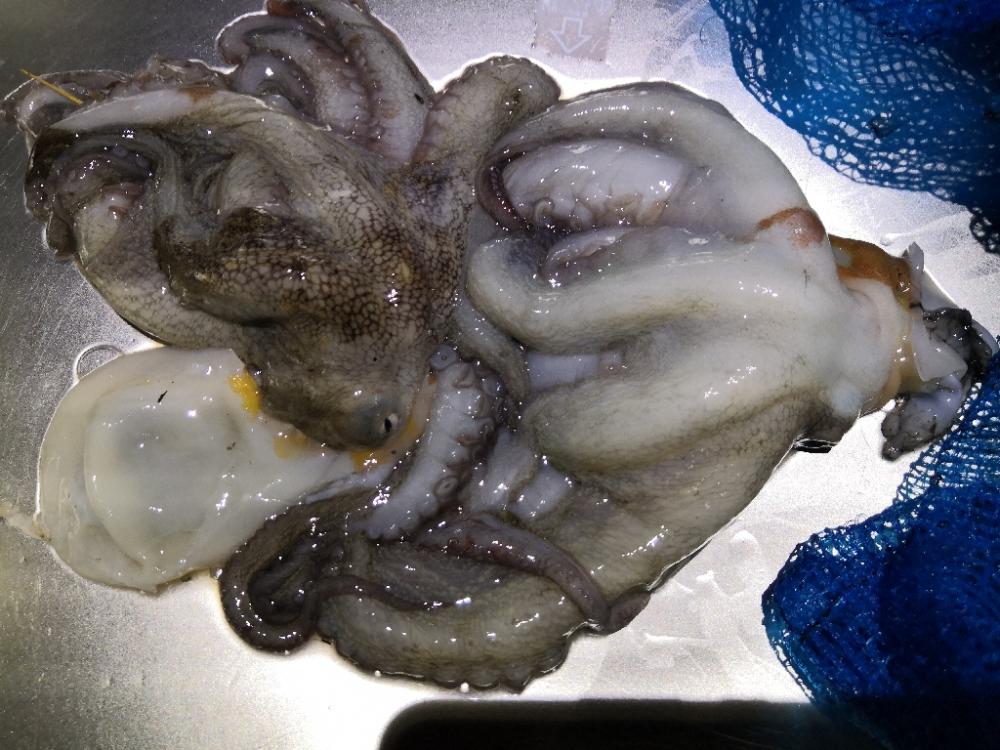 オクトパッシング 24