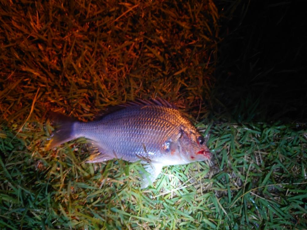 またまたチヌのみm(__)m