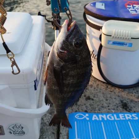 紀州釣りに挑戦(✿^‿^)