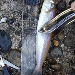 チョイ投げキス釣りぼちぼち釣れました