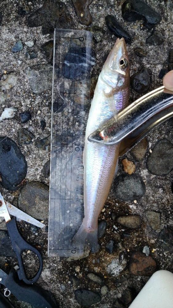 チョイ投げキス釣りぼちぼち釣れました