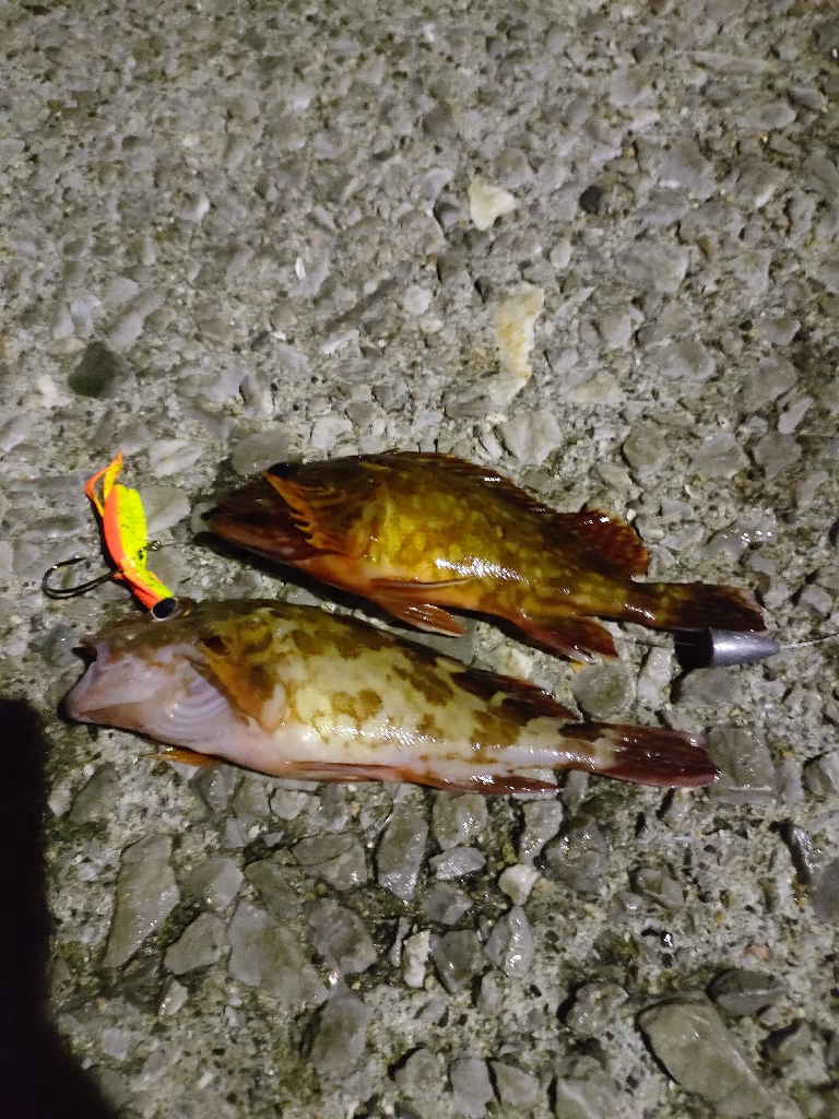 周防大島、片添港にて