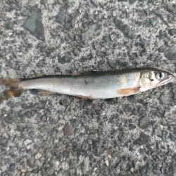 帰る途中に小鮎釣り