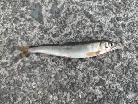 帰る途中に小鮎釣り
