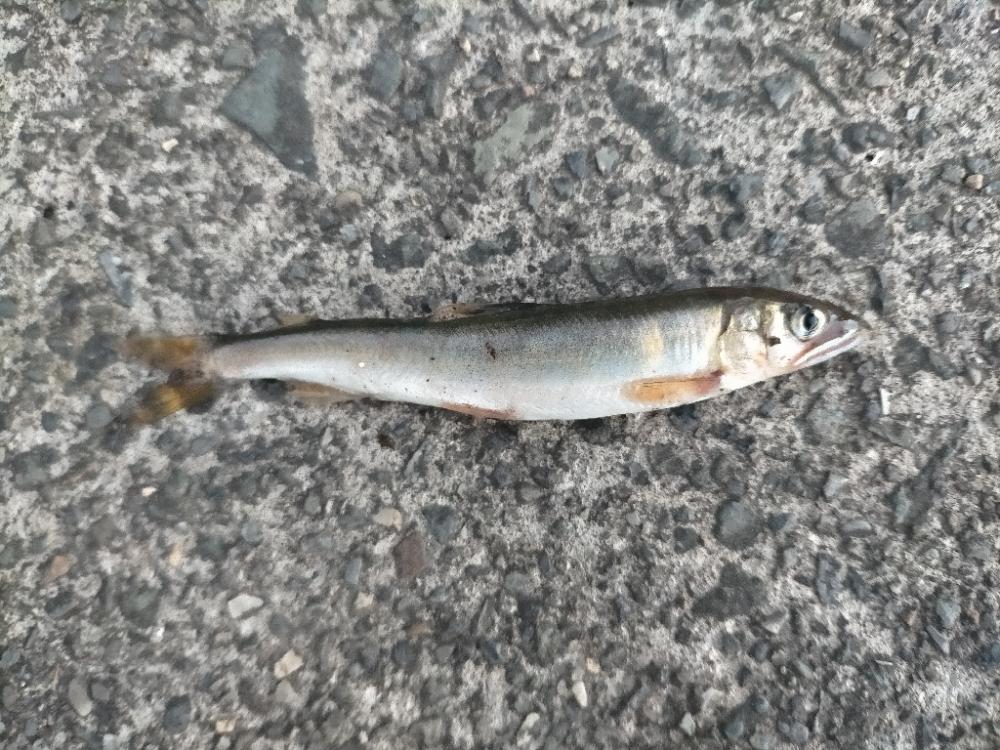 帰る途中に小鮎釣り