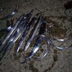 激渋　甘噛　太刀魚