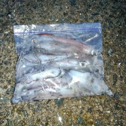 オカッパリでケンサキイカ☆