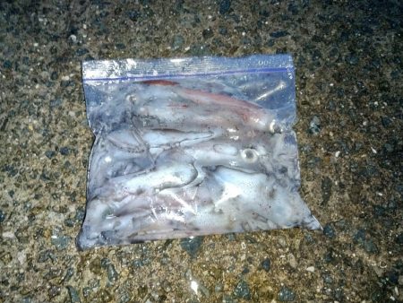 オカッパリでケンサキイカ☆