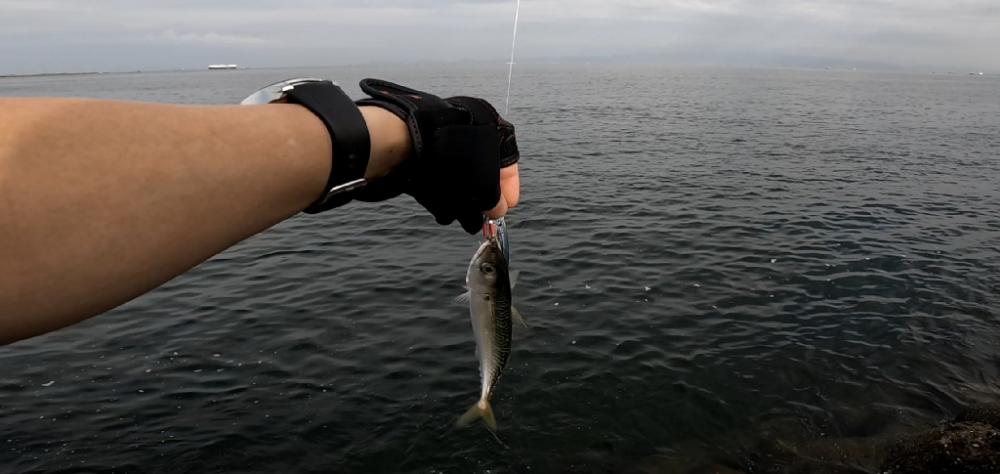 さば・サバ・鯖