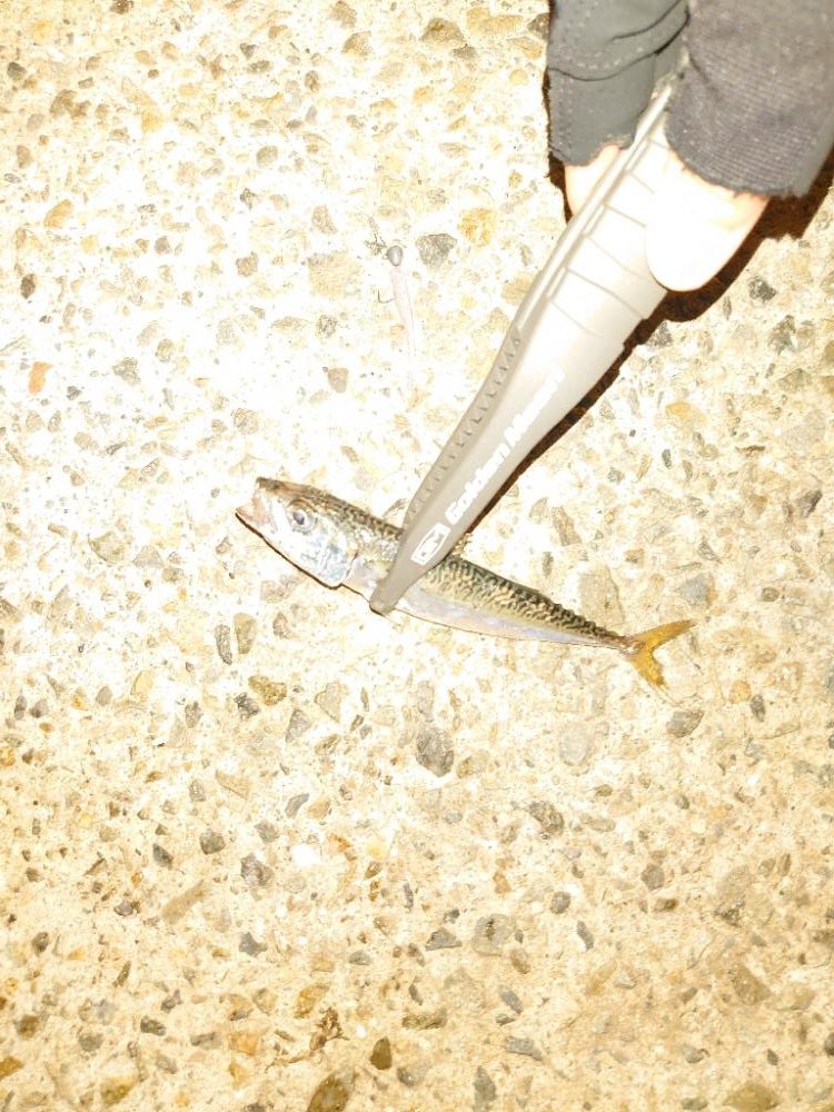 ショアジギとライトゲーム