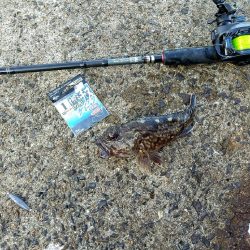 ちょっとだけチヌ狙い☆