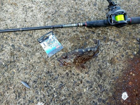 ちょっとだけチヌ狙い☆