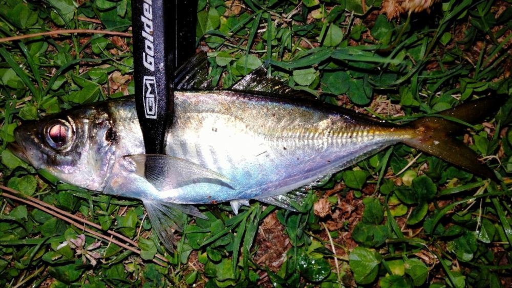 滑り込みアジング