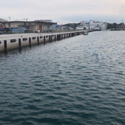 のんびりサビキ