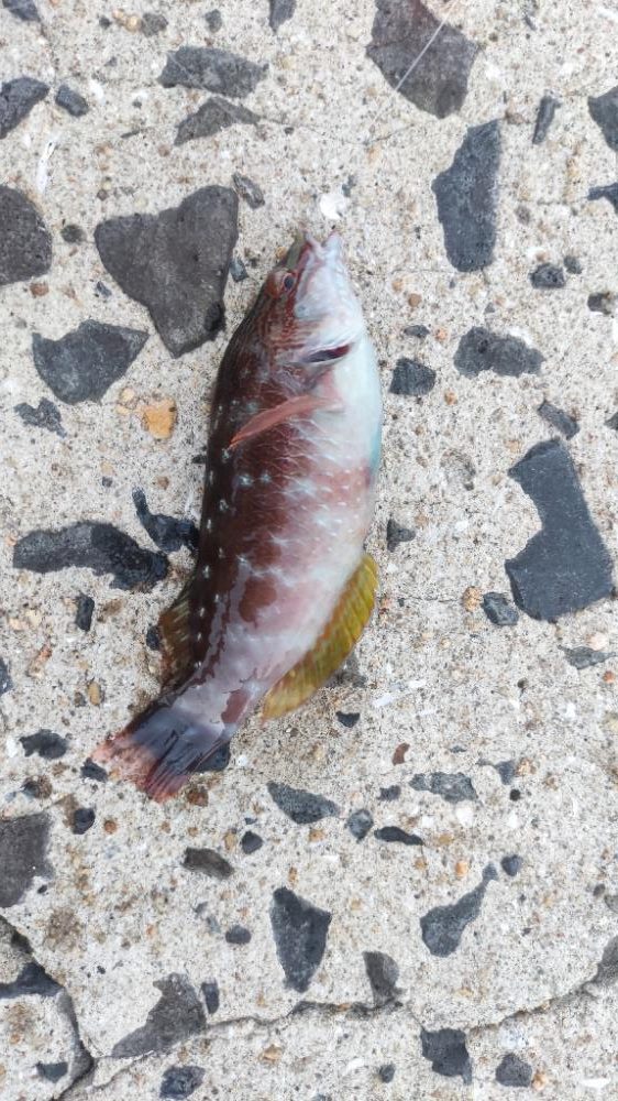 生月島でマイクロジギング等