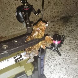 お目当ての魚は釣れませんでした。