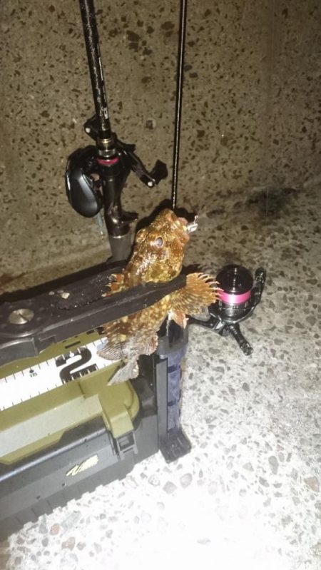 お目当ての魚は釣れませんでした。