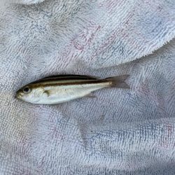 サヨリシーズンイン!