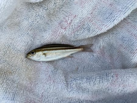 サヨリシーズンイン!