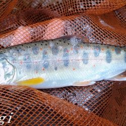 禁漁前に良型アマゴが飛び出す