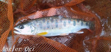 禁漁前に良型アマゴが飛び出す