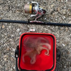 遅起きも三文の徳